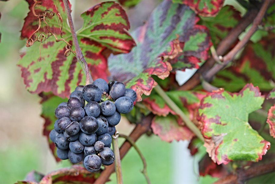 Los Premios Zarcillo celebran su XIX edición y se confirman como el único concurso ibérico de vinos